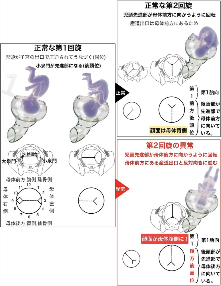 118C55の解説画像